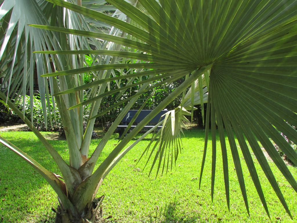 Heliconia Island Bed and Breakfast Sarapiquí Exterior foto